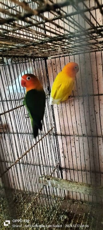 love birds pair 03016330804 3