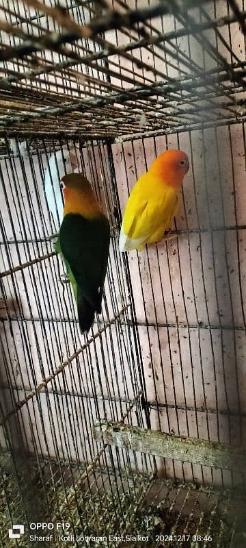 love birds pair 03016330804 4