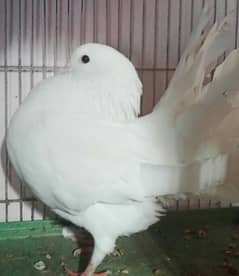 Beautiful Pure Wite Male Pigeon. . w. a. number 0.3. 0.4. 3.2. 2.7. 7.1. 1