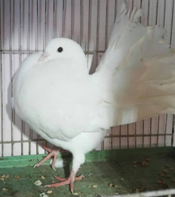 Beautiful Pure Wite Male Pigeon. . w. a. number 0.3. 0.4. 3.2. 2.7. 7.1. 1 1