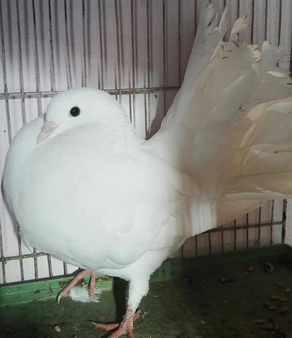 Beautiful Pure Wite Male Pigeon. . w. a. number 0.3. 0.4. 3.2. 2.7. 7.1. 1 2