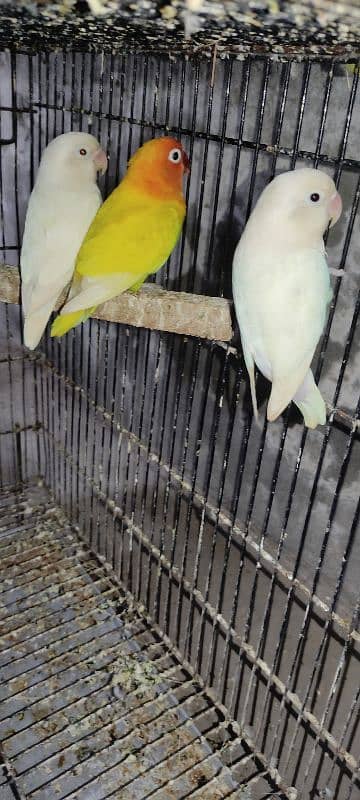 Green Fisher, Albino, Lutino, Love Bird's 1