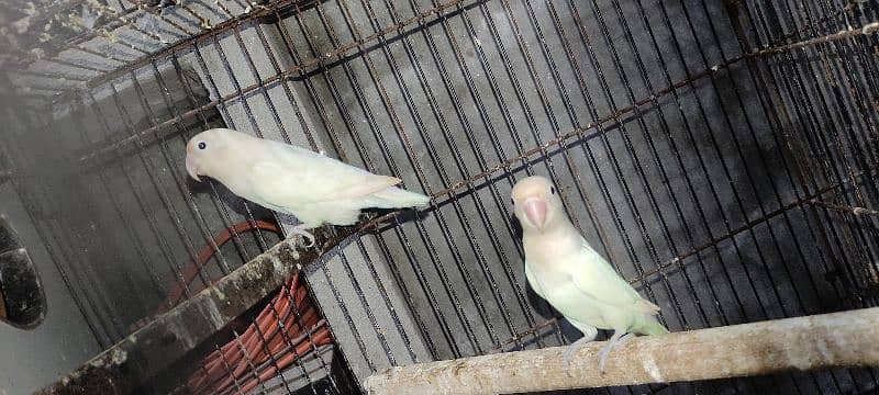 Green Fisher, Albino, Lutino, Love Bird's 2