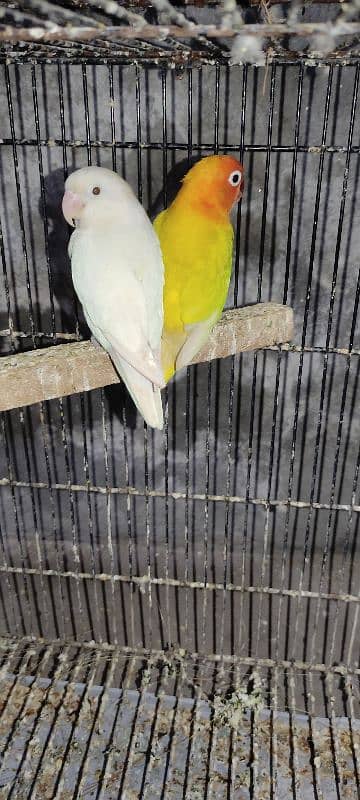 Green Fisher, Albino, Lutino, Love Bird's 4