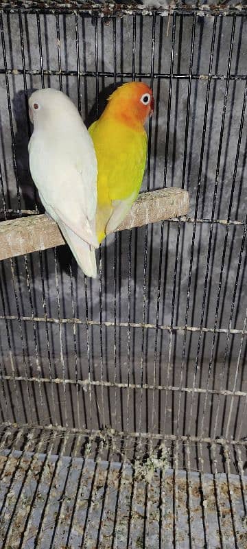 Green Fisher, Albino, Lutino, Love Bird's 5