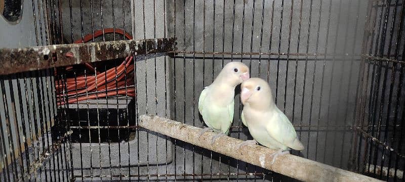 Green Fisher, Albino, Lutino, Love Bird's 6