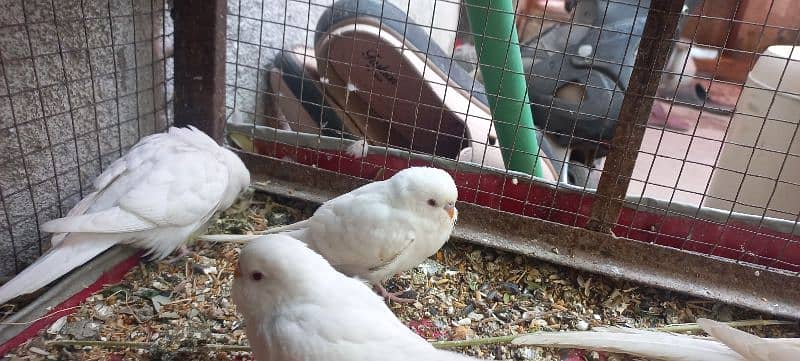 Bajri Australian Red eyes birds 0