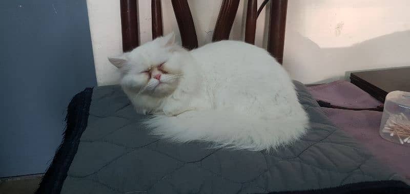 Persian Male 1 Year old 1