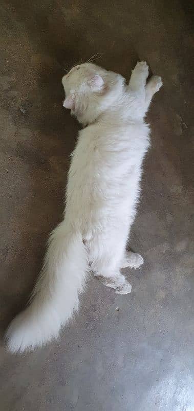 Persian Male 1 Year old 3