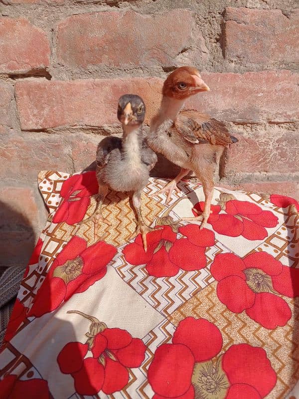 aseel shamo chick's for sell 1