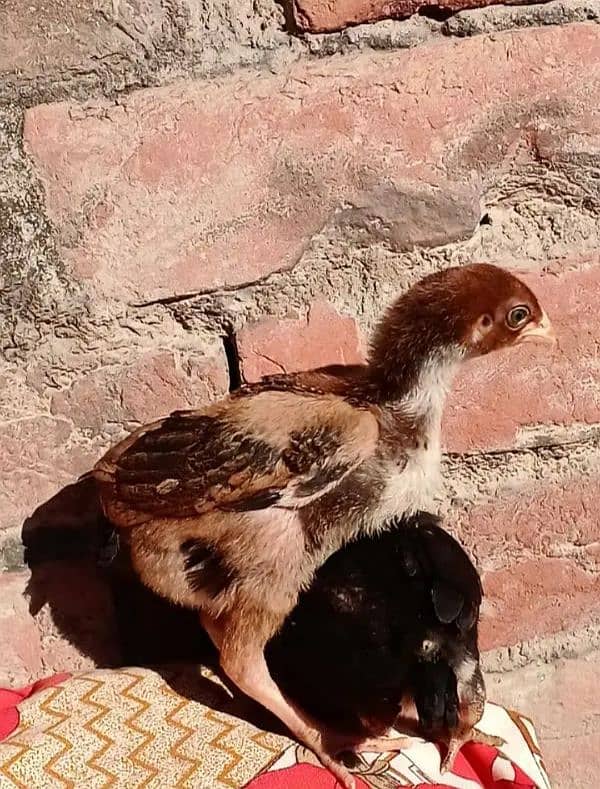 aseel shamo chick's for sell 2