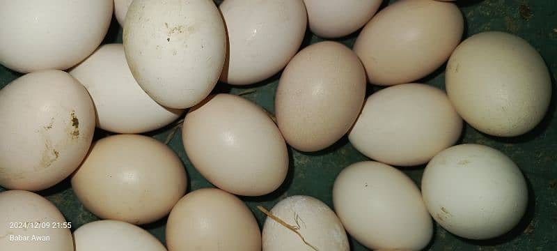 Organic Desi Eggs available for home use and also for chicks hatching 1