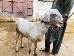 Rajanpuri goat