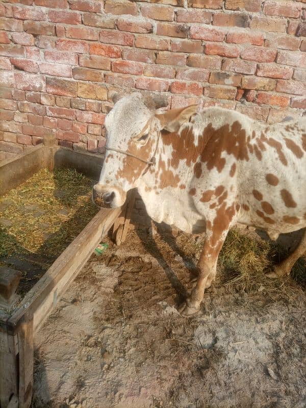 cow for sale 0