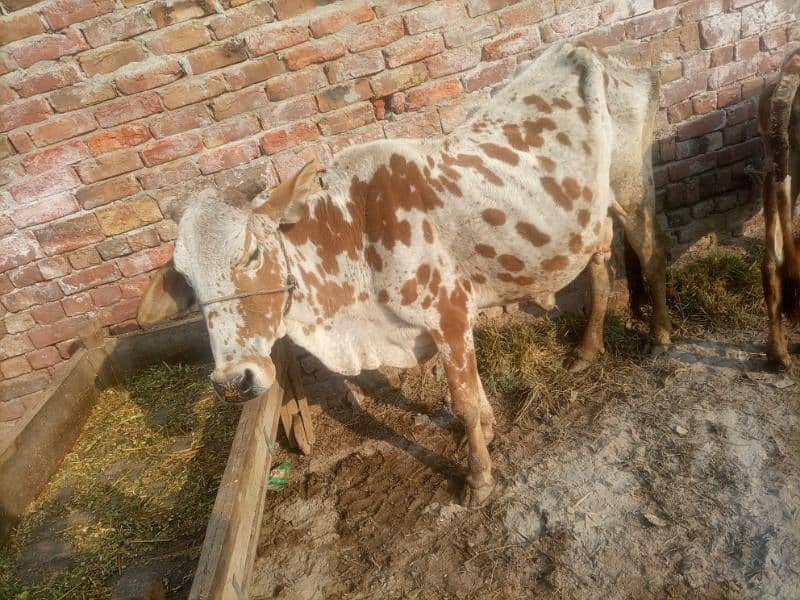 cow for sale 1