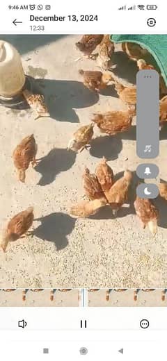 Golden Chicks High quality