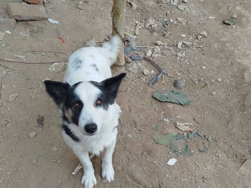 Border collie male dog for sale 0