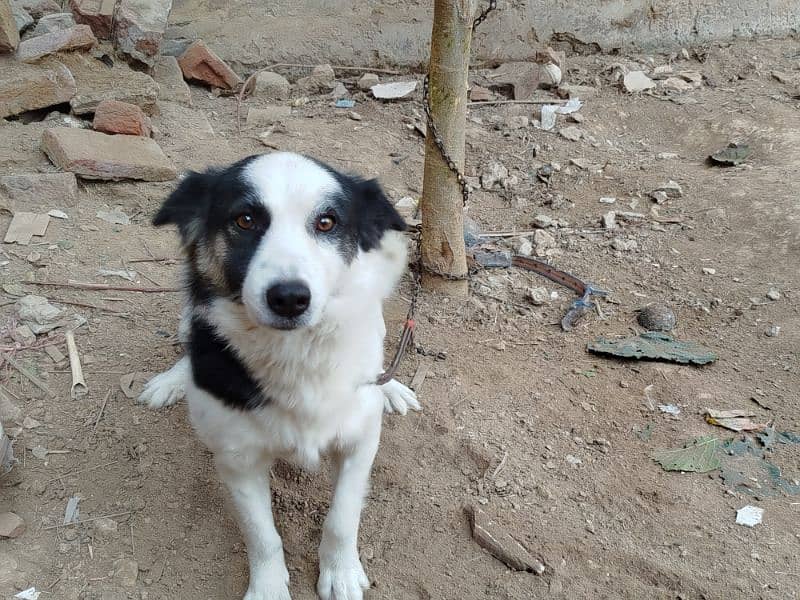 Border collie male dog for sale 1