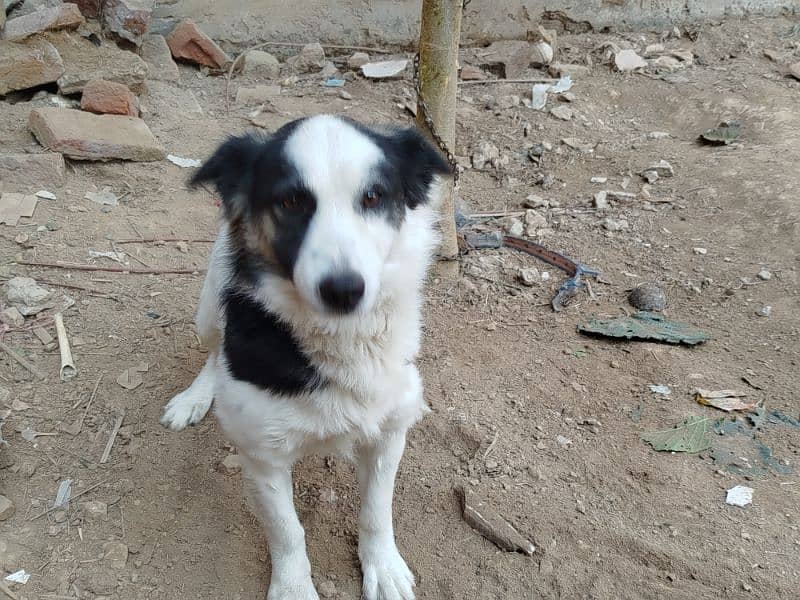 Border collie male dog for sale 2