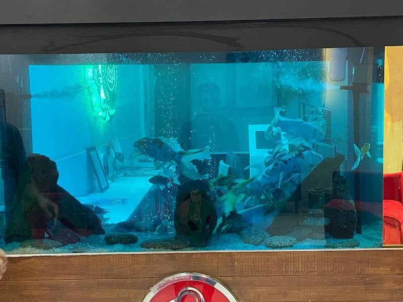 fish aquarium all service available in Lahore 1