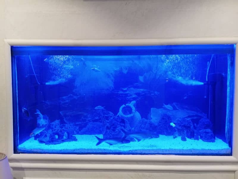 fish aquarium all service available in Lahore 4