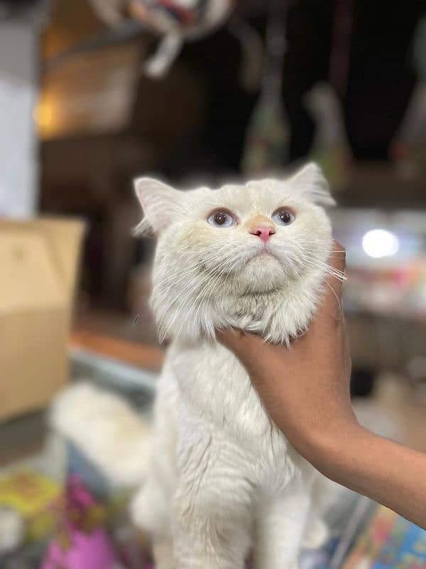 Persian male cat 2