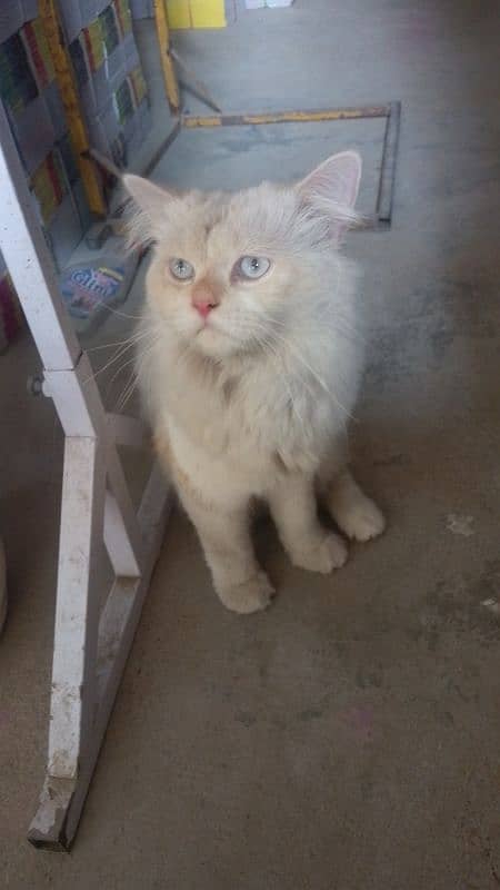 Persian male cat 4