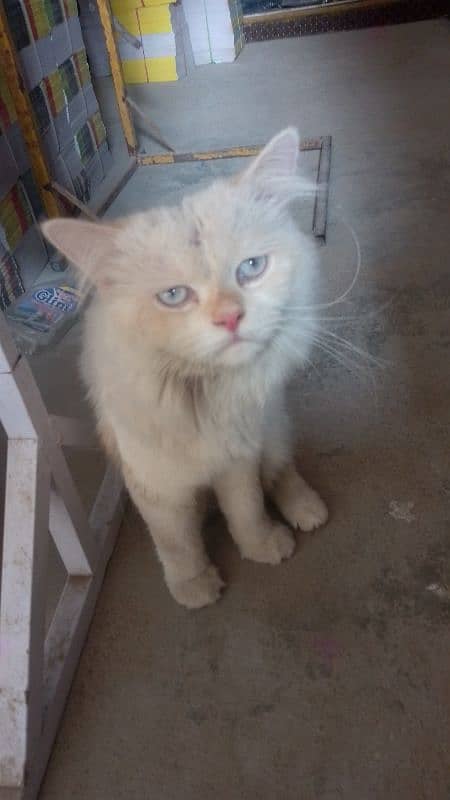 Persian male cat 5