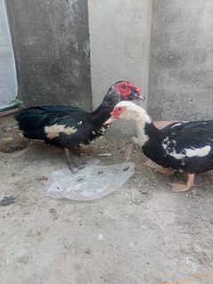 pure muscovy ducks pair