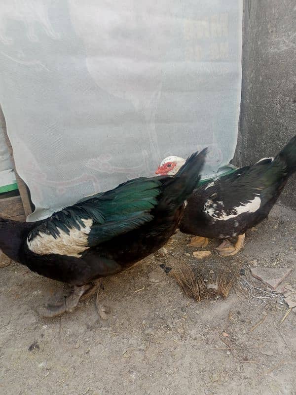 pure muscovy ducks pair 1