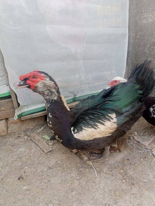 pure muscovy ducks pair 2