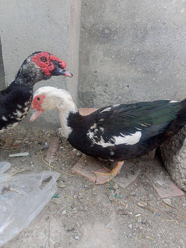 pure muscovy ducks pair 3