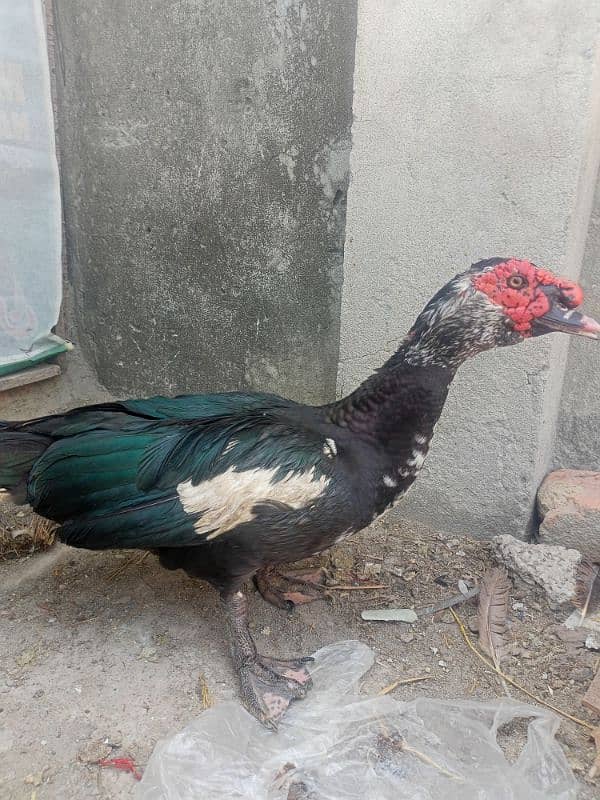 pure muscovy ducks pair 4