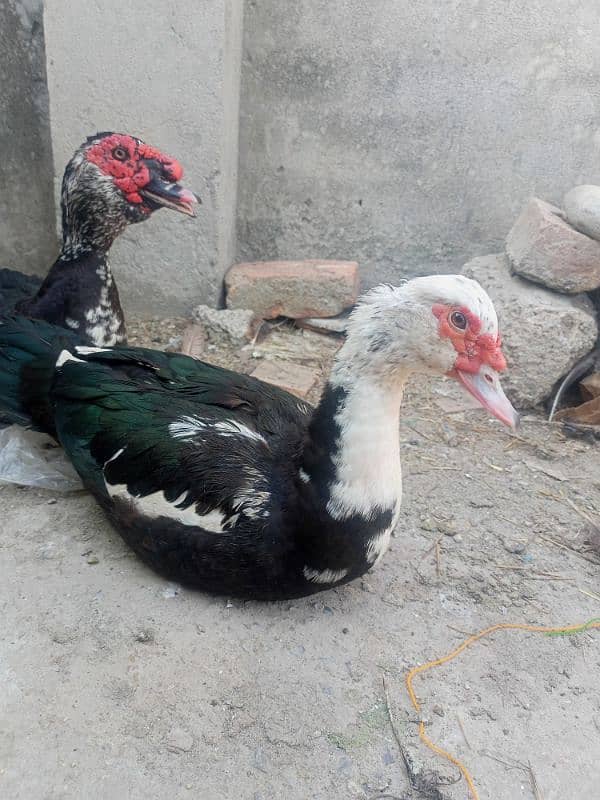 pure muscovy ducks pair 5