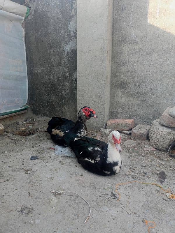 pure muscovy ducks pair 6