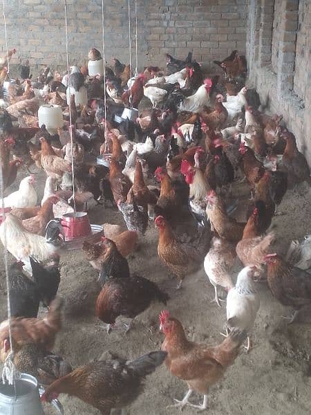 golden misri hen for sale 3