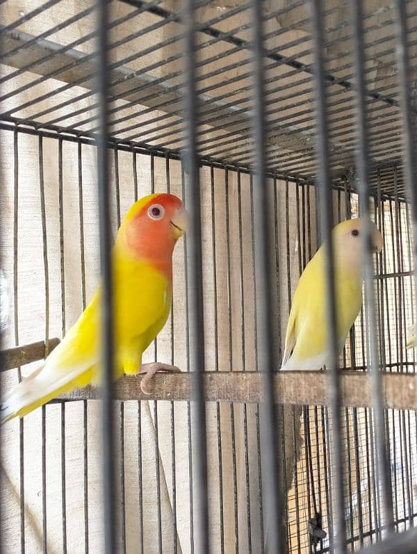 Fishers Color Love Birds Lutino Available 0