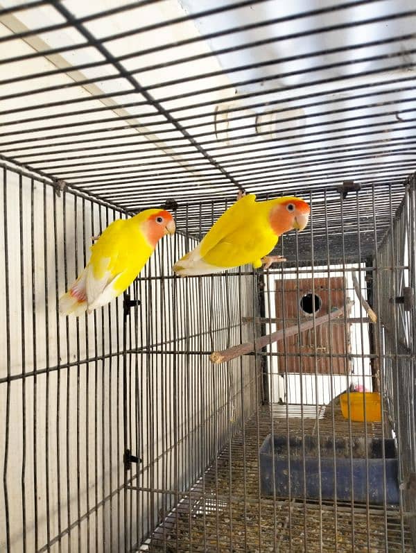 Fishers Color Love Birds Lutino Available 1