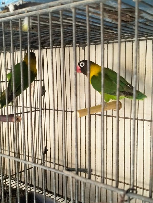 Fishers Color Love Birds Lutino Available 2