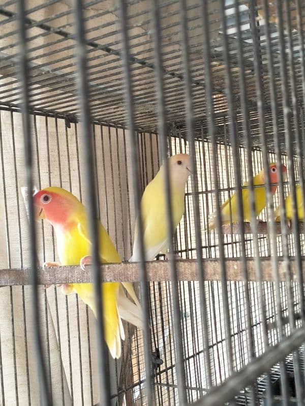 Fishers Color Love Birds Lutino Available 5