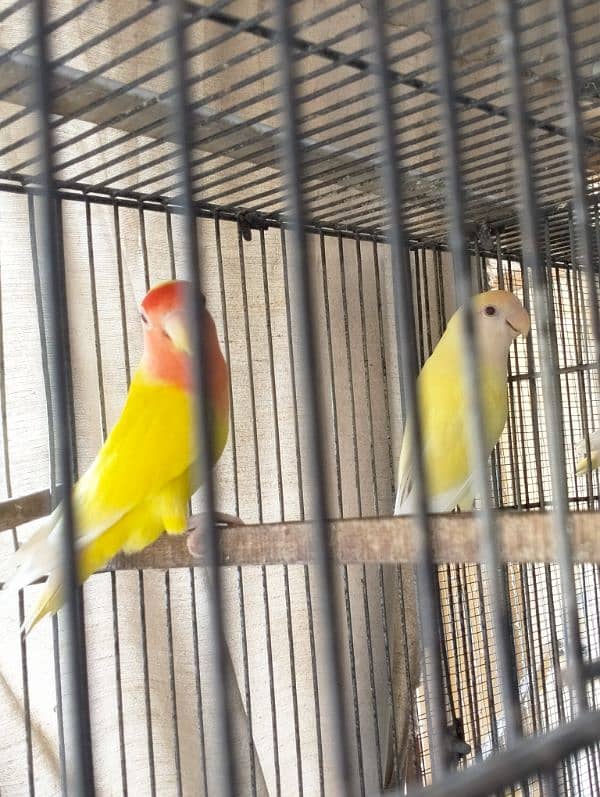 Fishers Color Love Birds Lutino Available 6