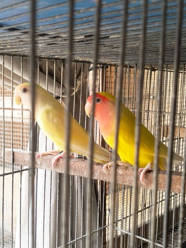 Fishers Color Love Birds Lutino Available 7