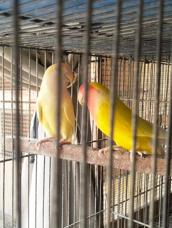 Fishers Color Love Birds Lutino Available 8