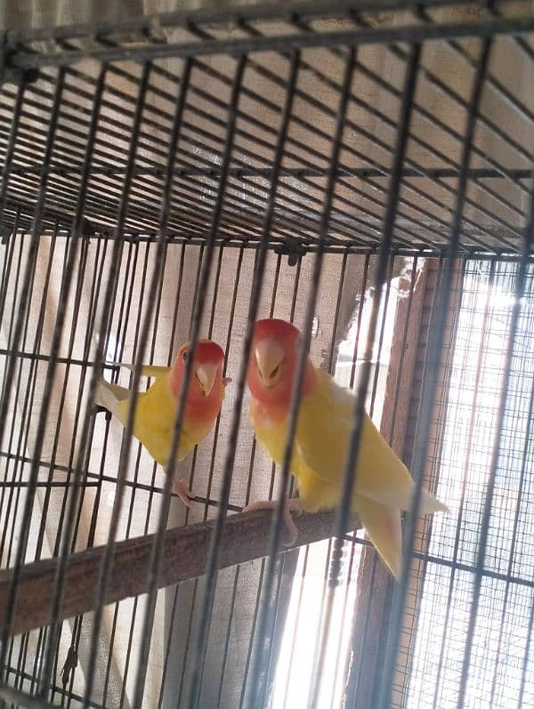 Fishers Color Love Birds Lutino Available 10