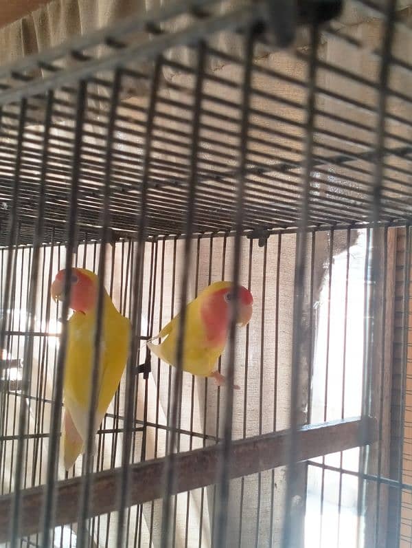 Fishers Color Love Birds Lutino Available 11