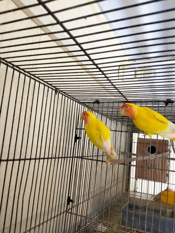 Fishers Color Love Birds Lutino Available 12