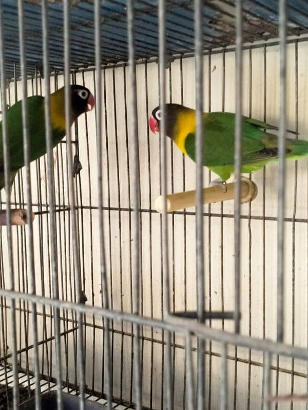 Fishers Color Love Birds Lutino Available 14