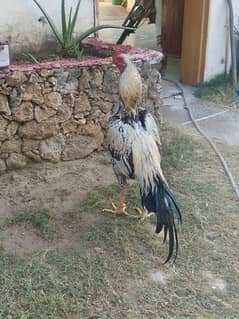 9 month old aseel murgh for sale