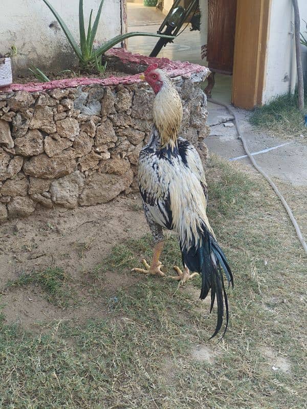 9 month old aseel murgh for sale 0