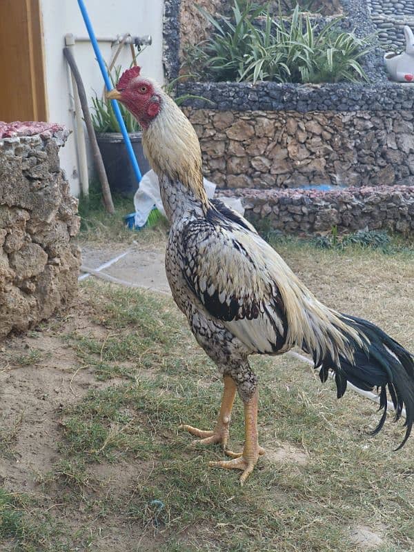 9 month old aseel murgh for sale 1